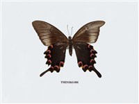 藏品(翠鳳蝶(蘭嶼亞種))的圖片